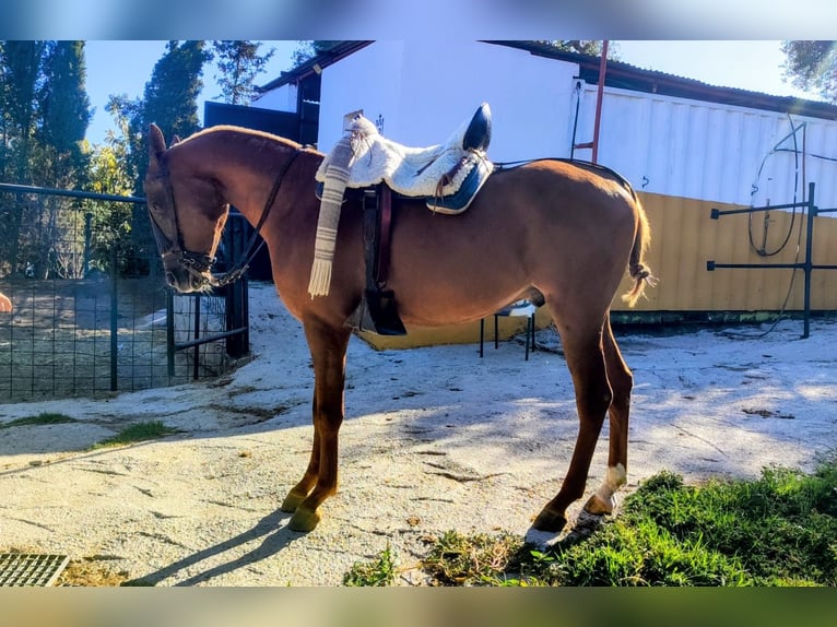 Pura Raza Árabe Caballo castrado 7 años 145 cm Alazán in Conil de la Fronterra