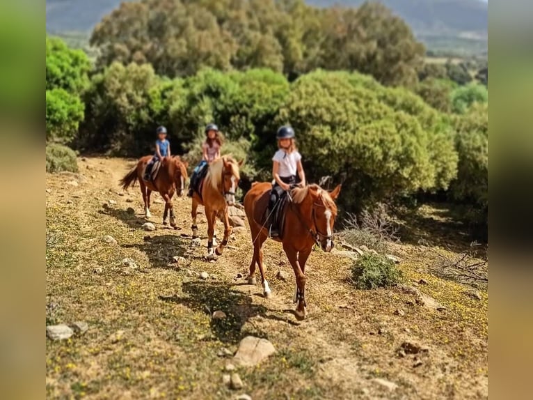 Pura Raza Árabe Caballo castrado 7 años 145 cm Alazán in Conil de la Fronterra