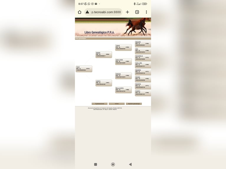 Pura Raza Árabe Caballo castrado 7 años 145 cm Alazán in Conil de la Fronterra