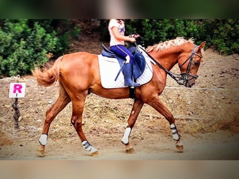 Pura Raza Árabe Caballo castrado 7 años 145 cm Alazán in Conil de la Fronterra