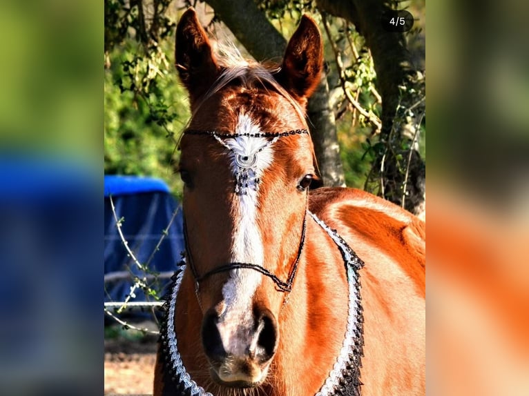 Pura Raza Árabe Caballo castrado 7 años 145 cm Alazán in Conil de la Fronterra