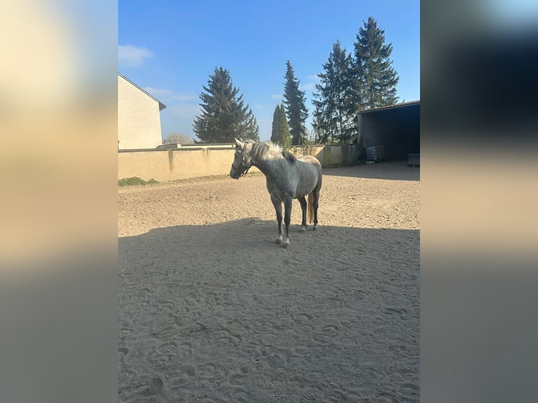 Pura Raza Árabe Caballo castrado 7 años 149 cm Musgo in Koblenz