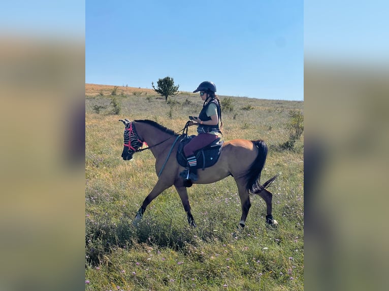 Pura Raza Árabe Caballo castrado 7 años 150 cm Castaño rojizo in Sibiu