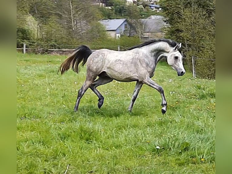 Pura Raza Árabe Caballo castrado 7 años 152 cm Tordo in Bridel