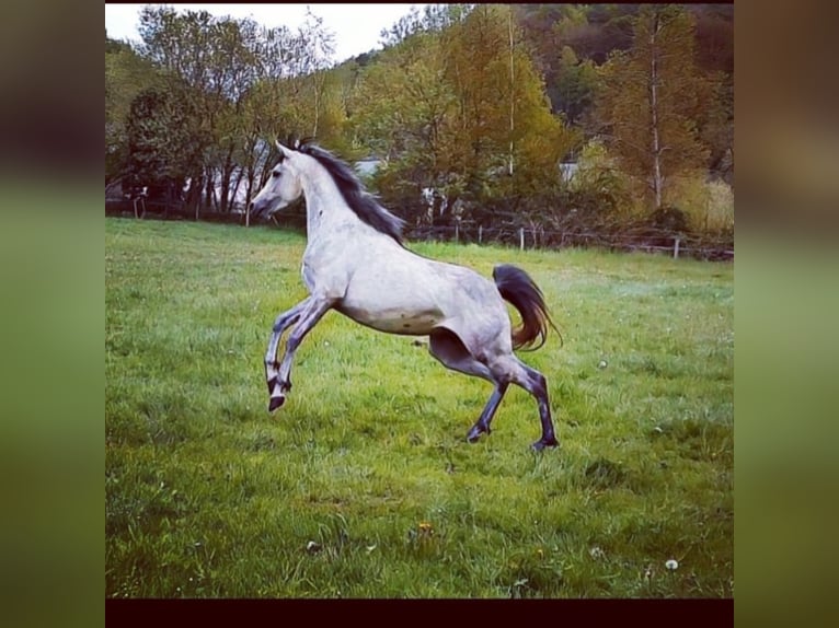 Pura Raza Árabe Caballo castrado 7 años 152 cm Tordo in Bridel