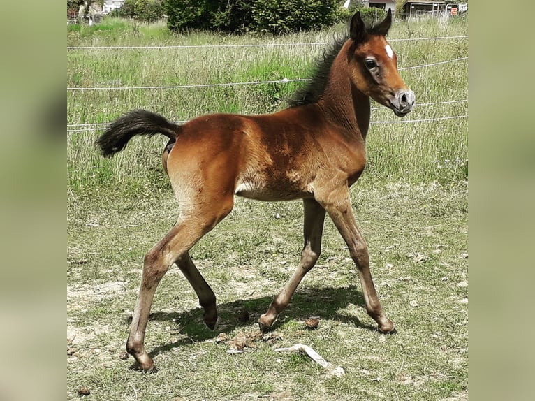 Pura Raza Árabe Caballo castrado 7 años 152 cm Tordo in Bridel