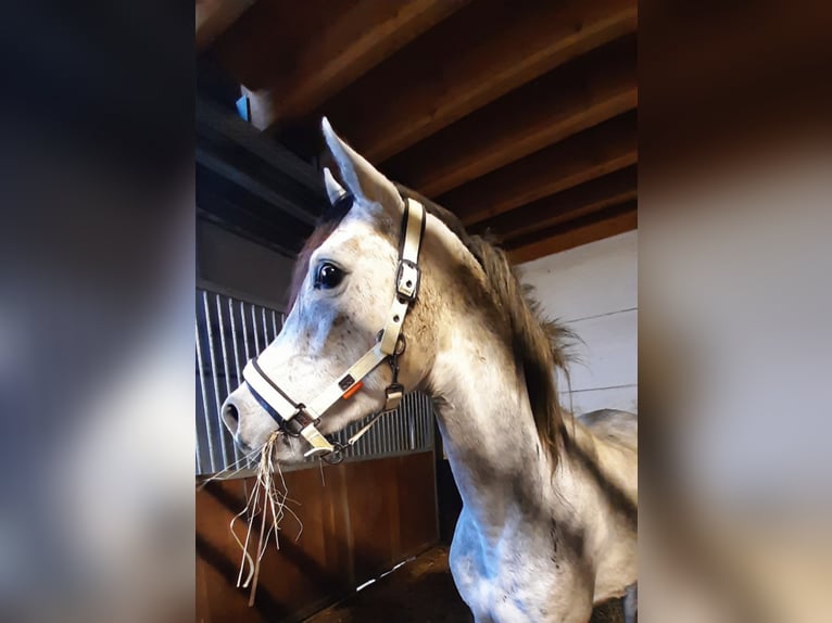 Pura Raza Árabe Caballo castrado 7 años 152 cm Tordo in Bridel