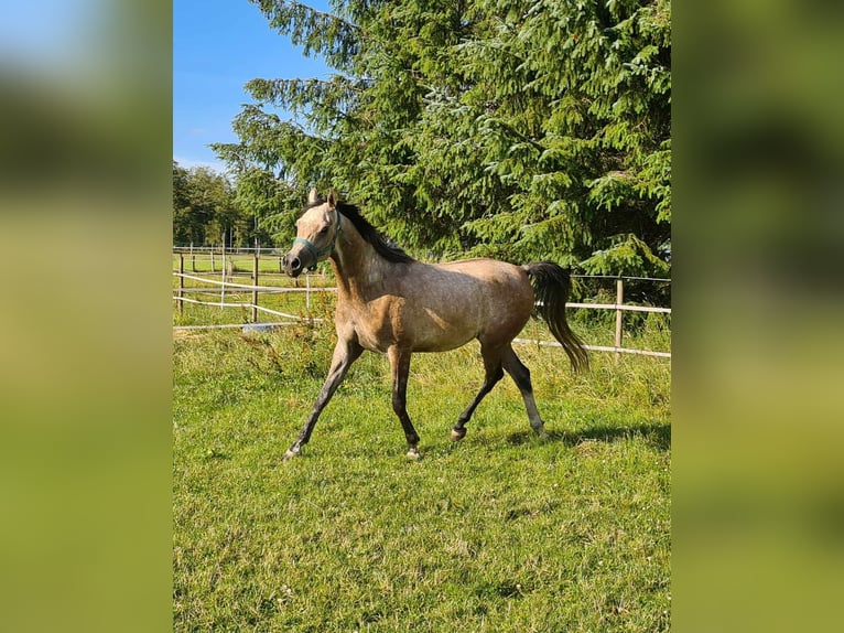 Pura Raza Árabe Caballo castrado 7 años 153 cm Tordo picazo in Houffalize