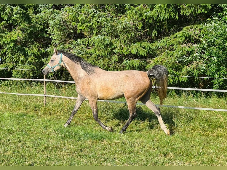 Pura Raza Árabe Caballo castrado 7 años 153 cm Tordo picazo in Houffalize