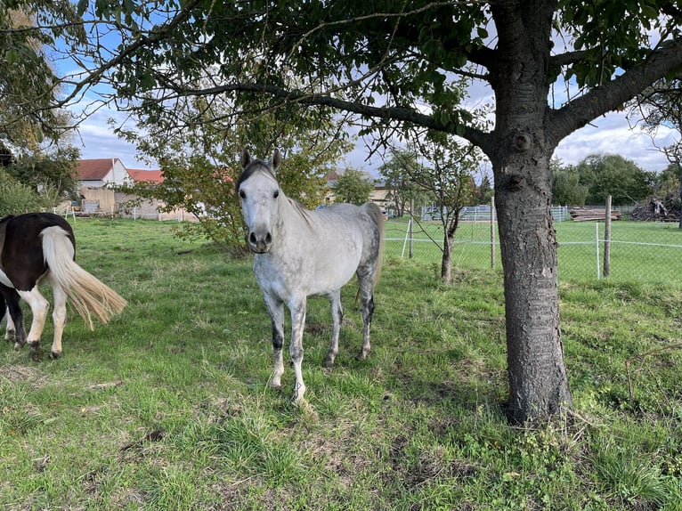 Pura Raza Árabe Caballo castrado 7 años 153 cm Tordo rodado in Wünsch