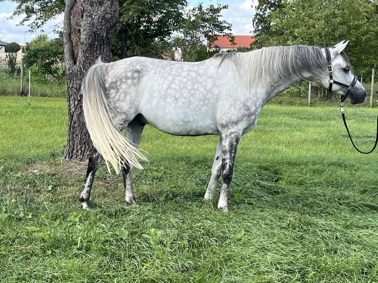 Pura Raza Árabe Caballo castrado 7 años 153 cm Tordo rodado in Wünsch