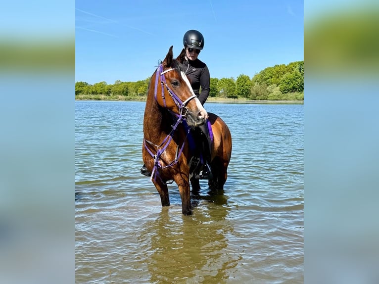 Pura Raza Árabe Caballo castrado 7 años 154 cm Castaño in Wangerland