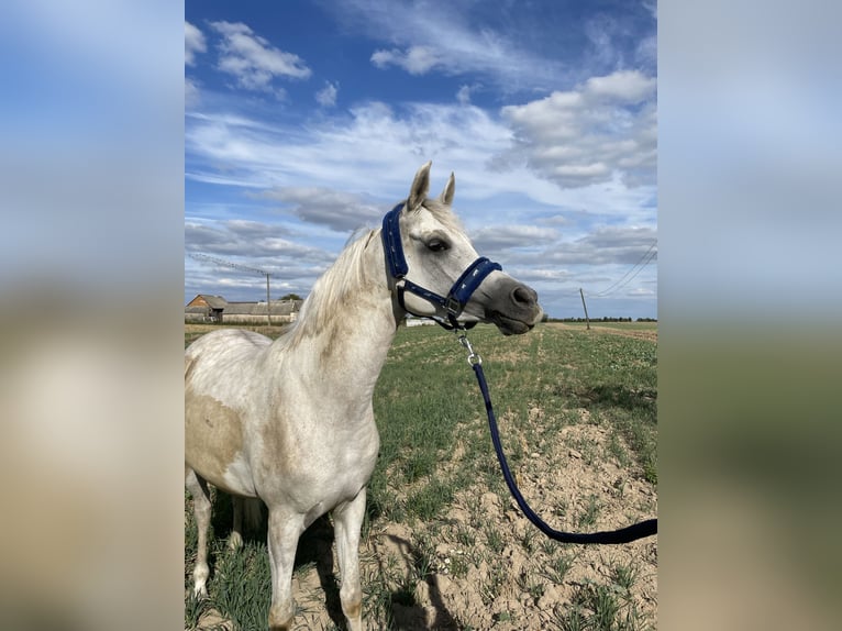 Pura Raza Árabe Caballo castrado 7 años 154 cm Tordo in Ostroróg