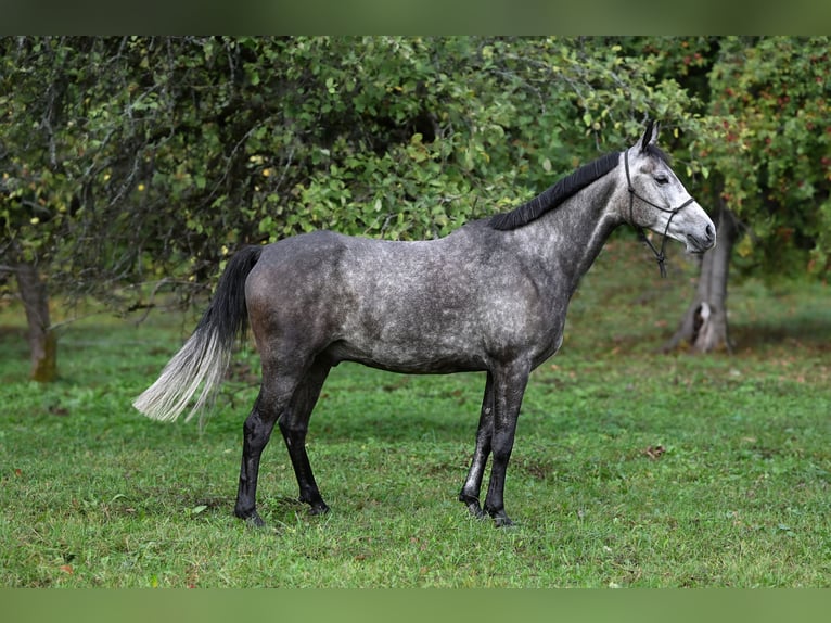 Pura Raza Árabe Caballo castrado 7 años 154 cm Tordo in Trakai