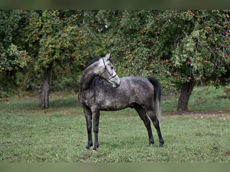 Pura Raza Árabe Caballo castrado 7 años 154 cm Tordo in Trakai