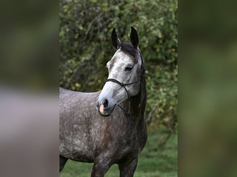 Pura Raza Árabe Caballo castrado 7 años 154 cm Tordo in Trakai