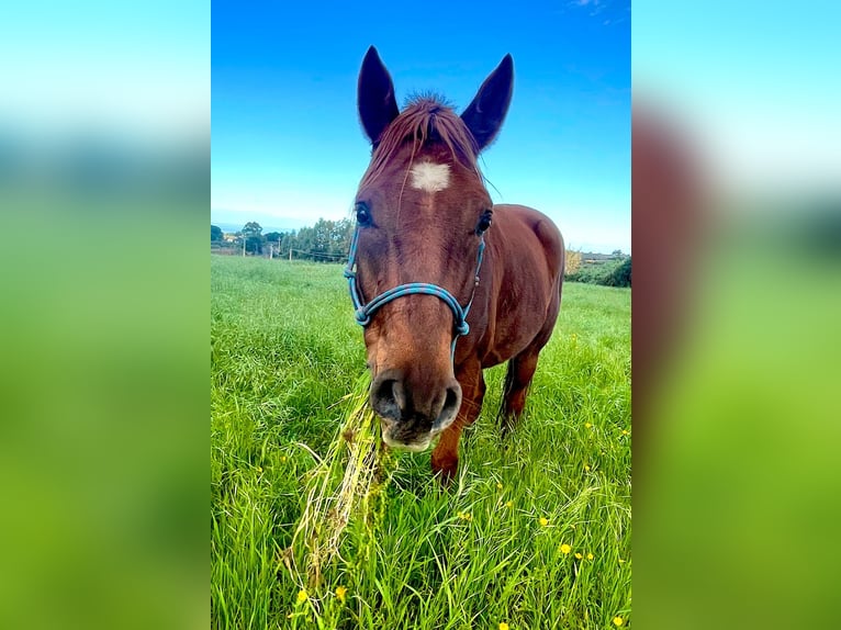 Pura Raza Árabe Caballo castrado 7 años 155 cm Alazán in Sorso