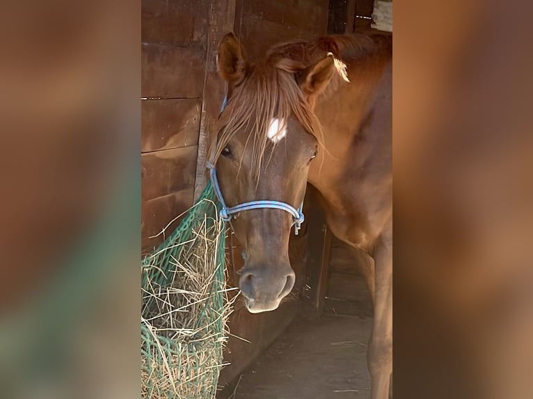 Pura Raza Árabe Caballo castrado 7 años 155 cm Alazán in Sorso