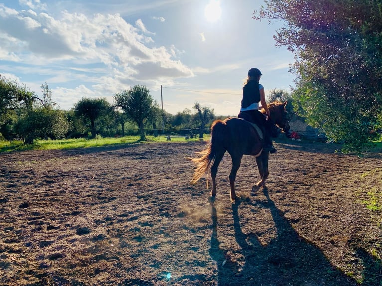 Pura Raza Árabe Caballo castrado 7 años 155 cm Alazán in Sorso