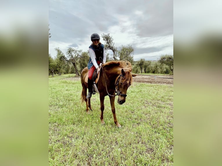 Pura Raza Árabe Caballo castrado 7 años 155 cm Alazán in Sorso