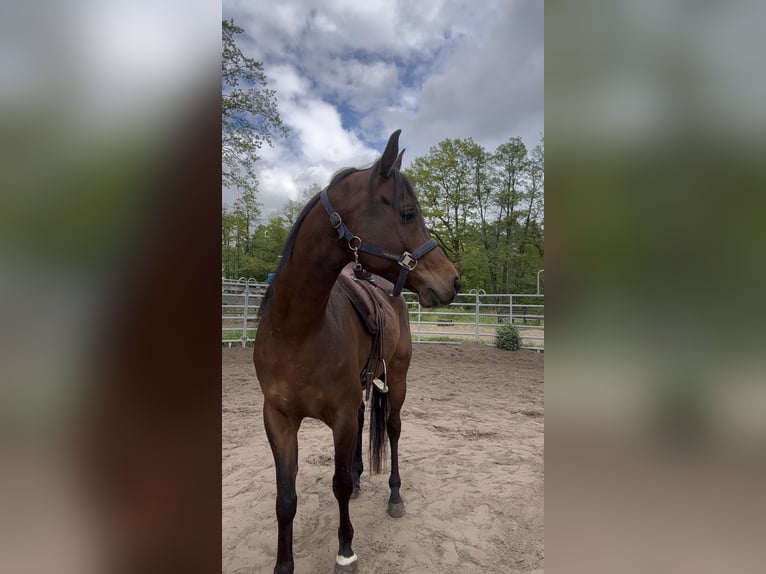 Pura Raza Árabe Caballo castrado 7 años 155 cm Castaño in Berlin