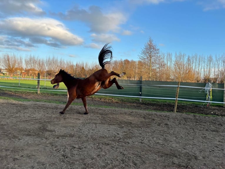 Pura Raza Árabe Caballo castrado 7 años 155 cm Castaño in Asper
