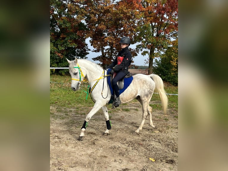 Pura Raza Árabe Caballo castrado 7 años 155 cm Tordo in Zutendaal