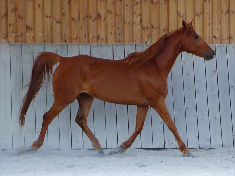 Pura Raza Árabe Caballo castrado 7 años 156 cm Alazán in Mörsdorf