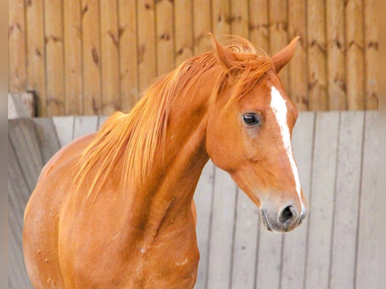 Pura Raza Árabe Caballo castrado 7 años 156 cm Alazán in Mörsdorf