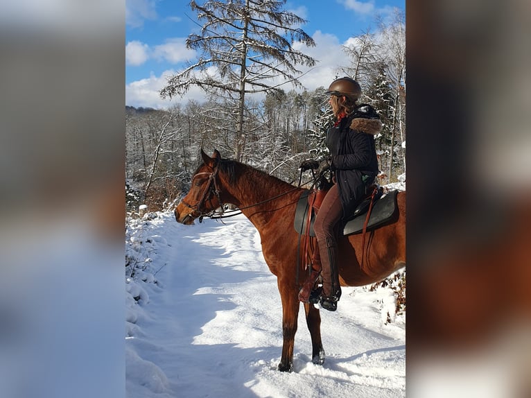 Pura Raza Árabe Caballo castrado 7 años 156 cm Castaño in Eitorf