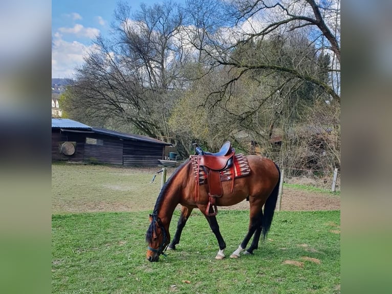 Pura Raza Árabe Caballo castrado 7 años 156 cm Castaño in Eitorf