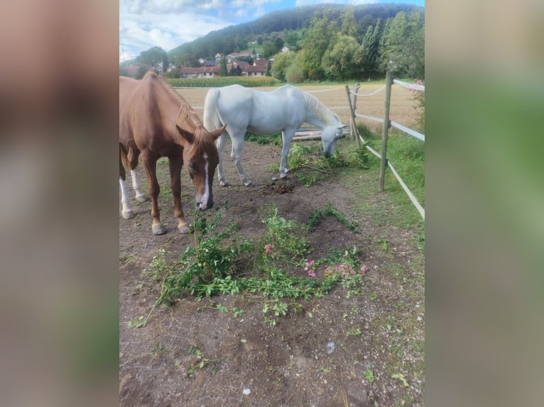 Pura Raza Árabe Caballo castrado 7 años 160 cm Alazán in Reinach AG