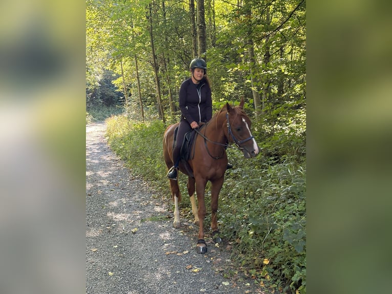 Pura Raza Árabe Caballo castrado 7 años 160 cm Alazán in Reinach AG