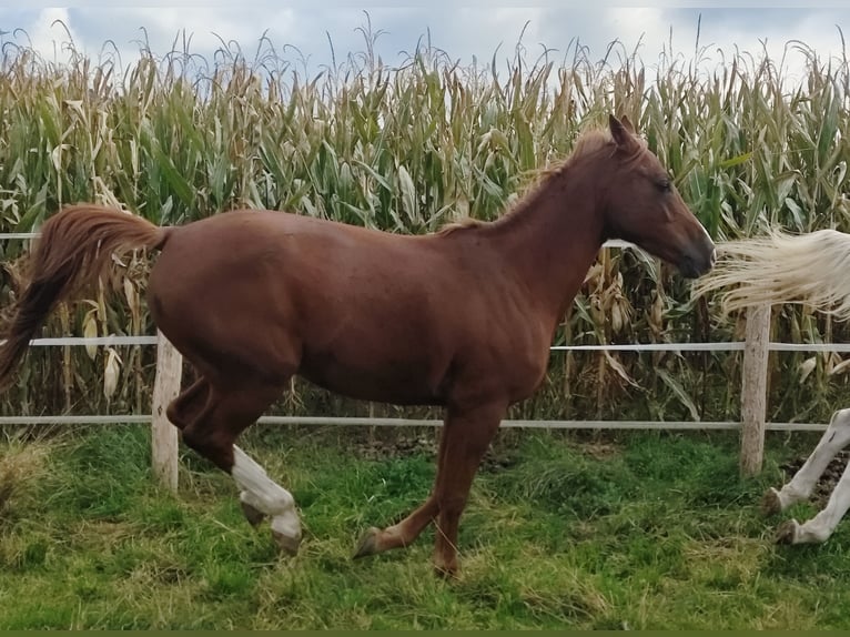 Pura Raza Árabe Caballo castrado 7 años 160 cm Alazán in Reinach AG