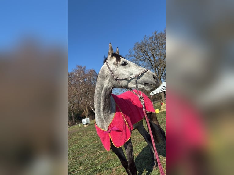 Pura Raza Árabe Caballo castrado 7 años 162 cm Tordo rodado in Grenzach-Wyhlen