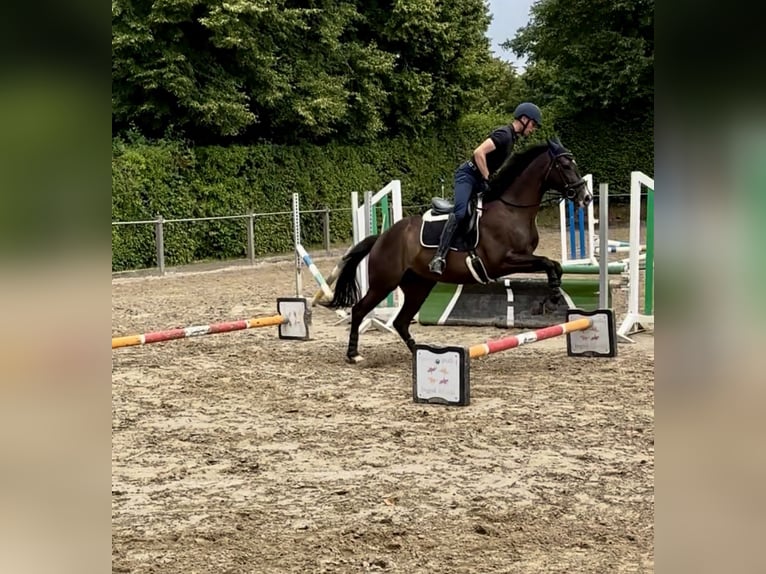 Pura Raza Árabe Caballo castrado 7 años 168 cm Morcillo in Düsseldorf