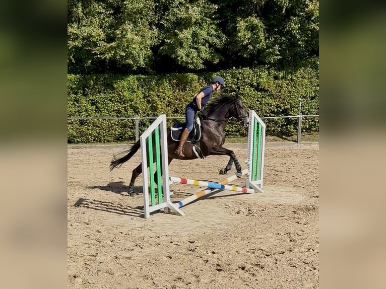 Pura Raza Árabe Caballo castrado 7 años 168 cm Morcillo in Düsseldorf