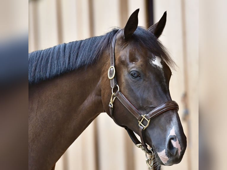 Pura Raza Árabe Caballo castrado 7 años 168 cm Morcillo in Düsseldorf