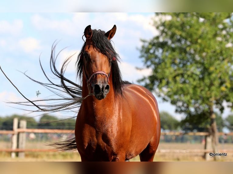 Pura Raza Árabe Caballo castrado 7 años Castaño in Herzberg am Harz