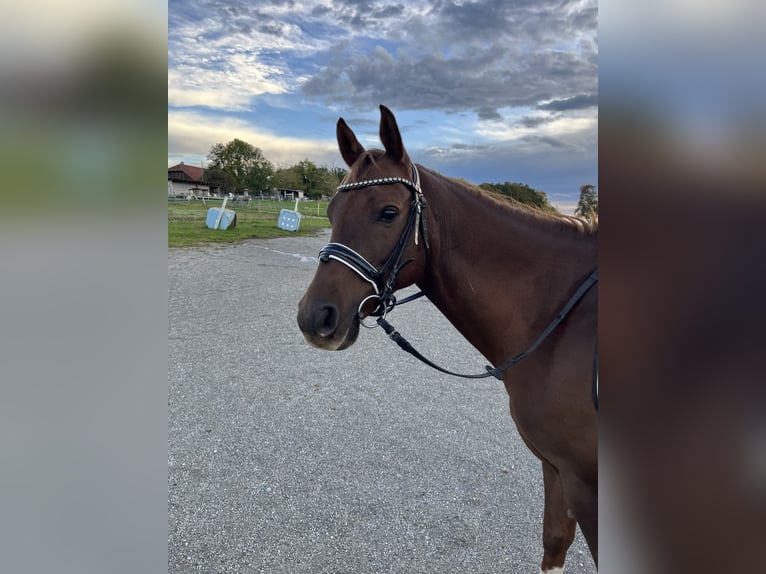 Pura Raza Árabe Caballo castrado 8 años 143 cm Alazán-tostado in La chapelle Rambaud