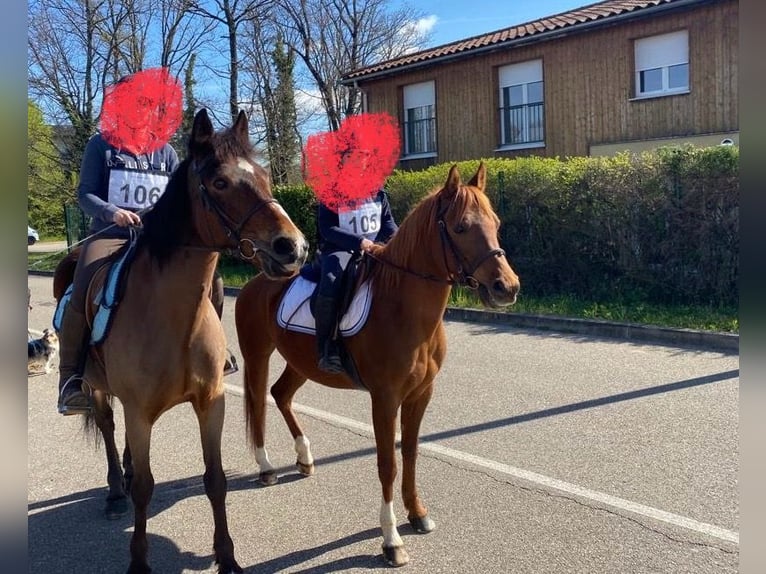 Pura Raza Árabe Caballo castrado 8 años 143 cm Alazán-tostado in La chapelle Rambaud