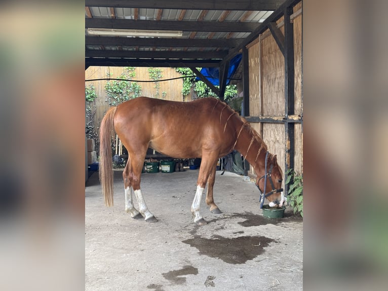 Pura Raza Árabe Caballo castrado 8 años 145 cm Alazán in Berlin