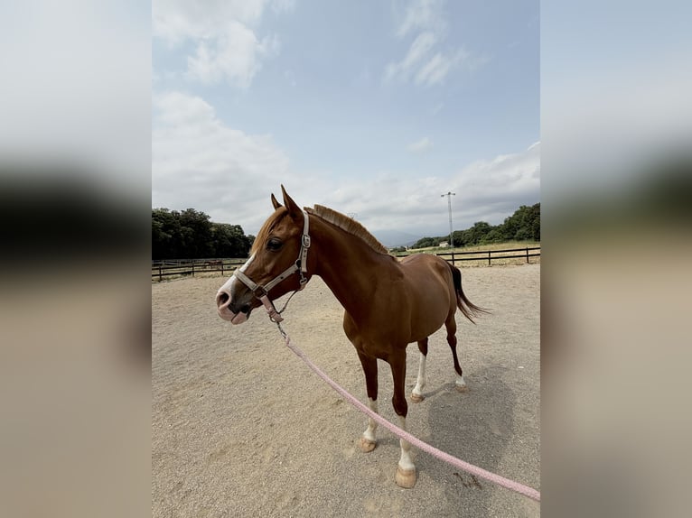Pura Raza Árabe Caballo castrado 8 años 146 cm Alazán in Pedrinya (Ajuntament Crespia)