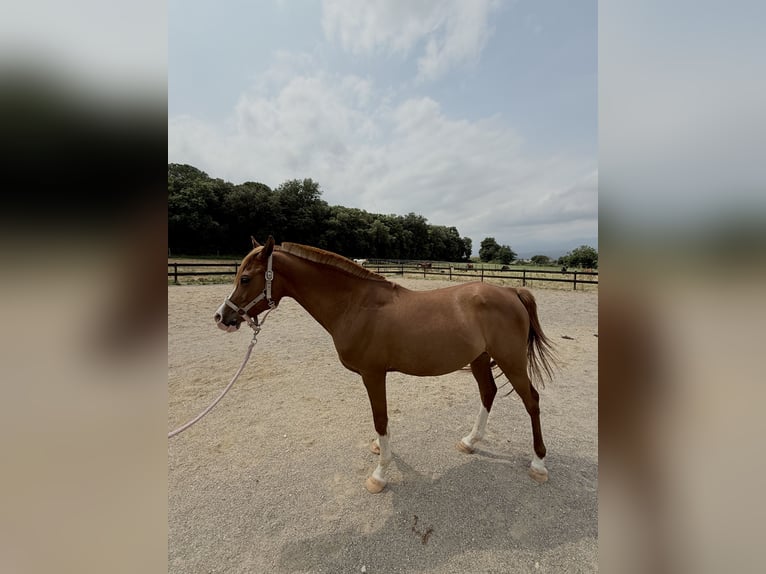 Pura Raza Árabe Caballo castrado 8 años 146 cm Alazán in Pedrinya (Ajuntament Crespia)