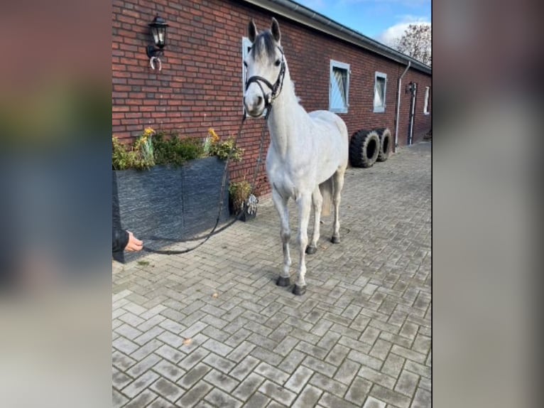 Pura Raza Árabe Caballo castrado 8 años 148 cm Tordo in Kinrooi
