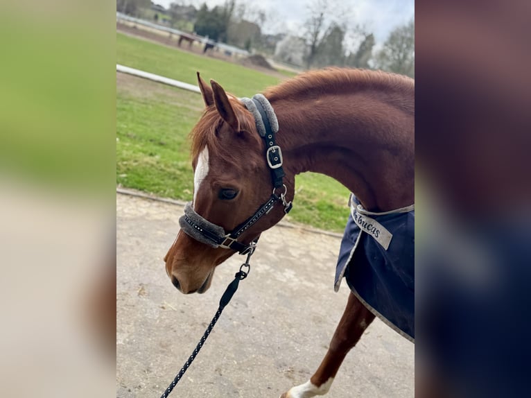 Pura Raza Árabe Caballo castrado 8 años 152 cm Alazán in Steinheim