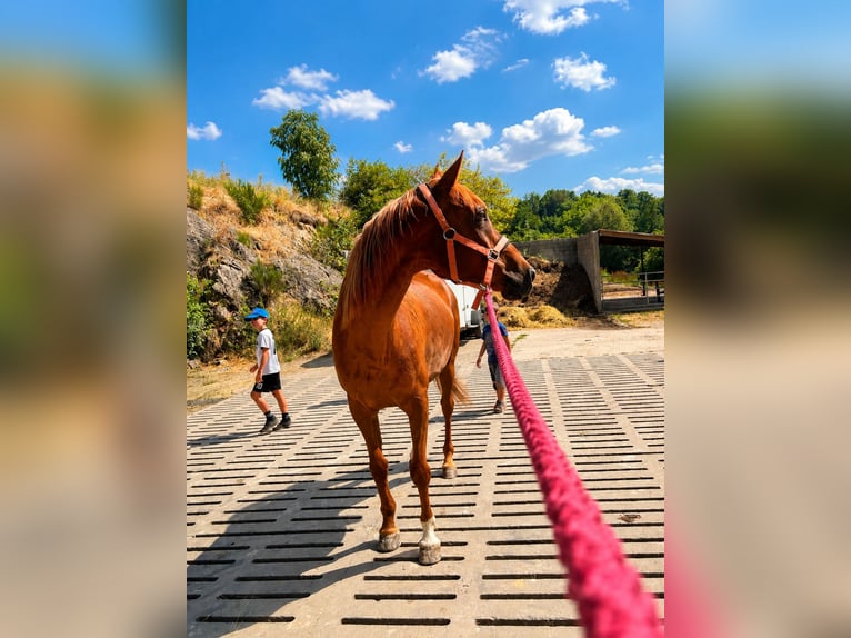 Pura Raza Árabe Caballo castrado 8 años 153 cm Alazán in St Martin en haut