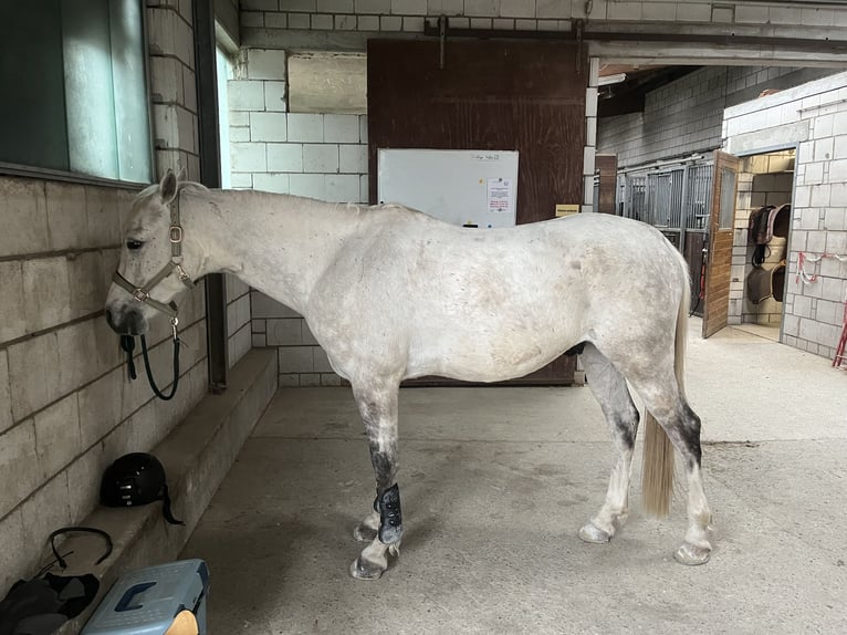 Pura Raza Árabe Caballo castrado 8 años 153 cm Tordo in Speyer