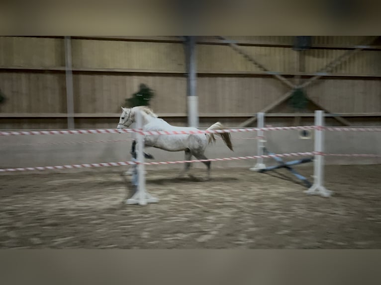 Pura Raza Árabe Caballo castrado 8 años 153 cm Tordo in Speyer