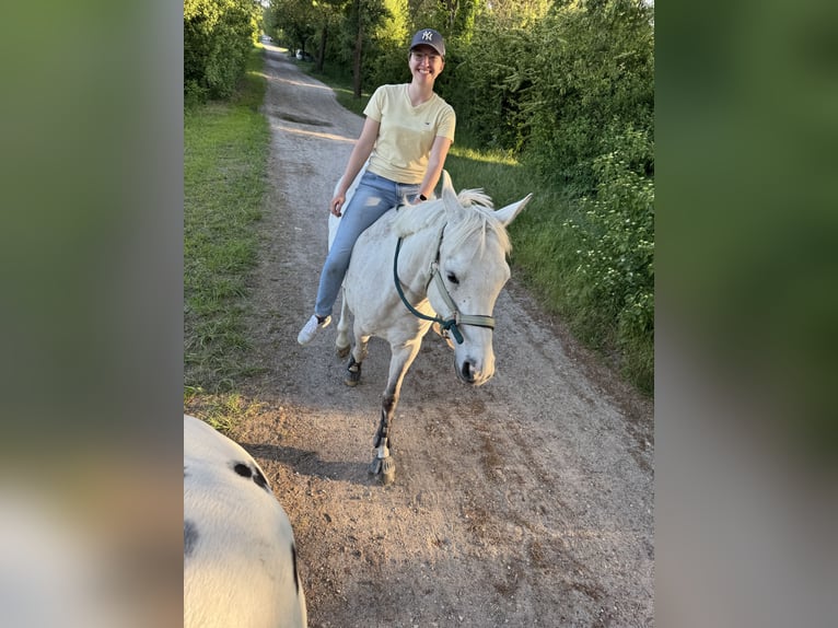 Pura Raza Árabe Caballo castrado 8 años 153 cm Tordo in Speyer